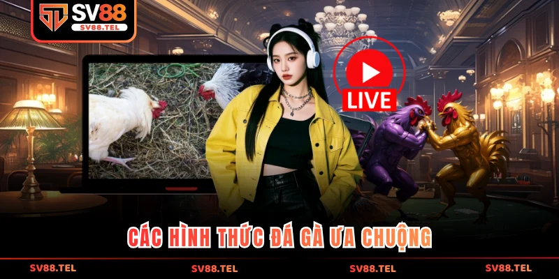 Các hình thức đá gà ưa chuộng