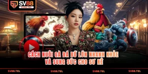 cách nuôi gà đá bồ lớn