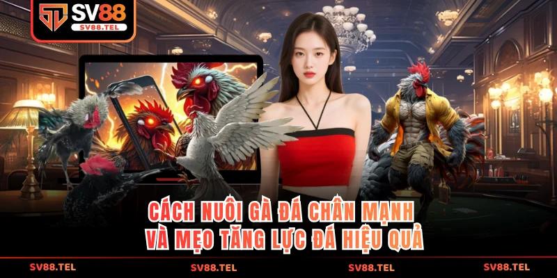 Cách nuôi gà đá chân mạnh và mẹo tăng lực đá hiệu quả