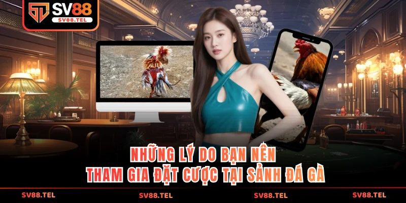 Những lý do bạn nên tham gia đặt cược tải sảnh đá gà
